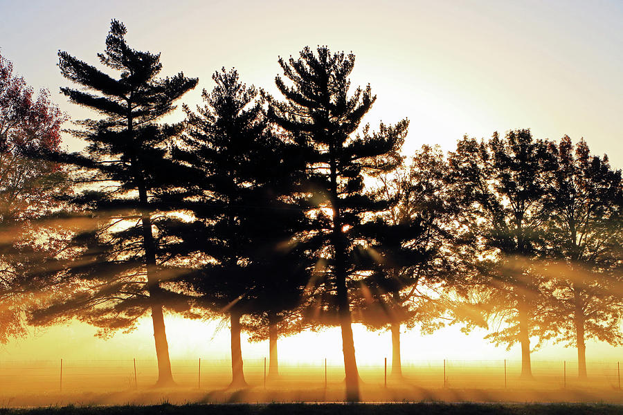 Missouri Tree Line Photograph by Christopher McKenzie