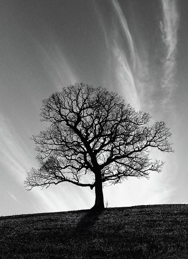 Missouri Treescape Photograph by Christopher McKenzie