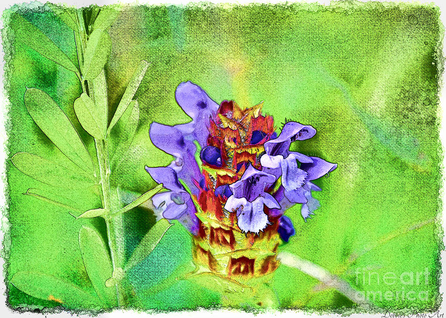 Missouri Wildflower - Prunella vulgaris - Self-heal - Digital Paint 1 Photograph by Debbie Portwood