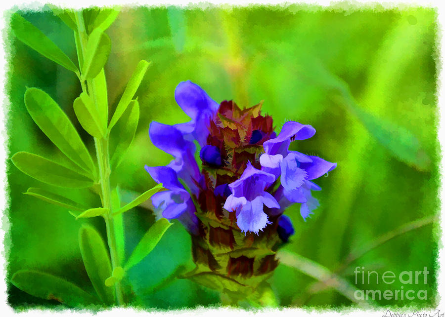 Missouri Wildflower - Prunella vulgaris - Self-heal - Digital Paint 2 Photograph by Debbie Portwood
