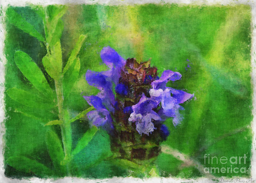 Missouri Wildflower - Prunella vulgaris - Self-heal - Digital Paint 3 Photograph by Debbie Portwood