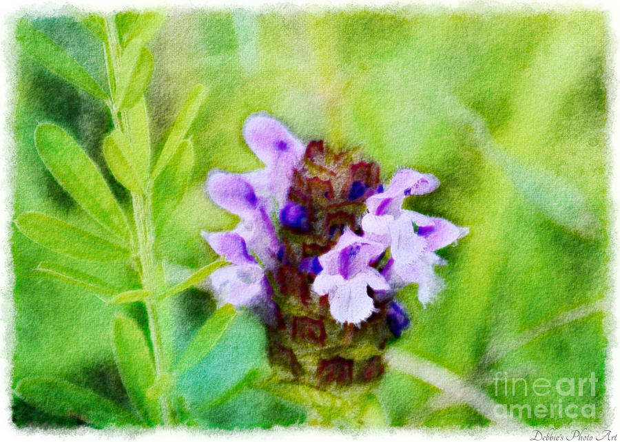 Missouri Wildflower - Prunella vulgaris - Self-heal - Digital Paint 4 Photograph by Debbie Portwood