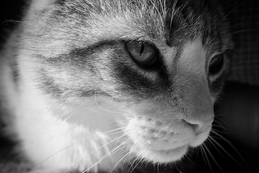 Black And White Photograph - Missy by Jessica Bouloutian