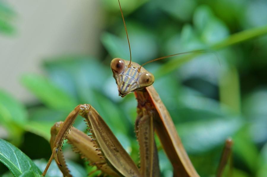 Missy Mantis Photograph by Linda Howes