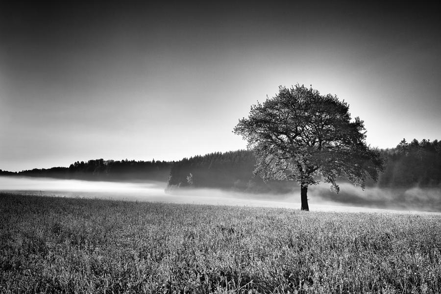 Mist and Tree Photograph by Dominique Dubied