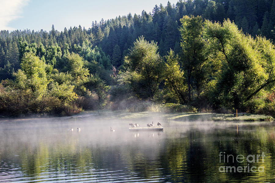 Mist Fog Lake Geese California  Photograph by Chuck Kuhn