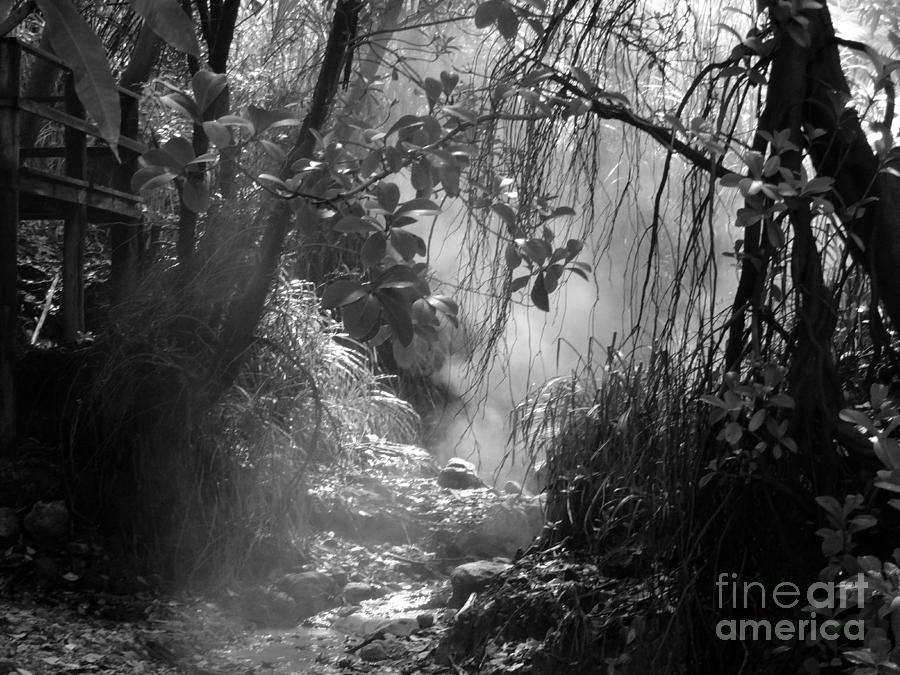 Mist In The Jungle Photograph by Susan Lafleur
