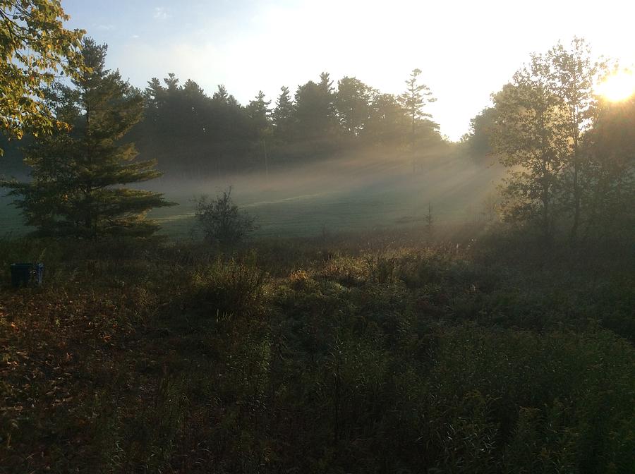 Mist in the Meadow Photograph by Pat Purdy