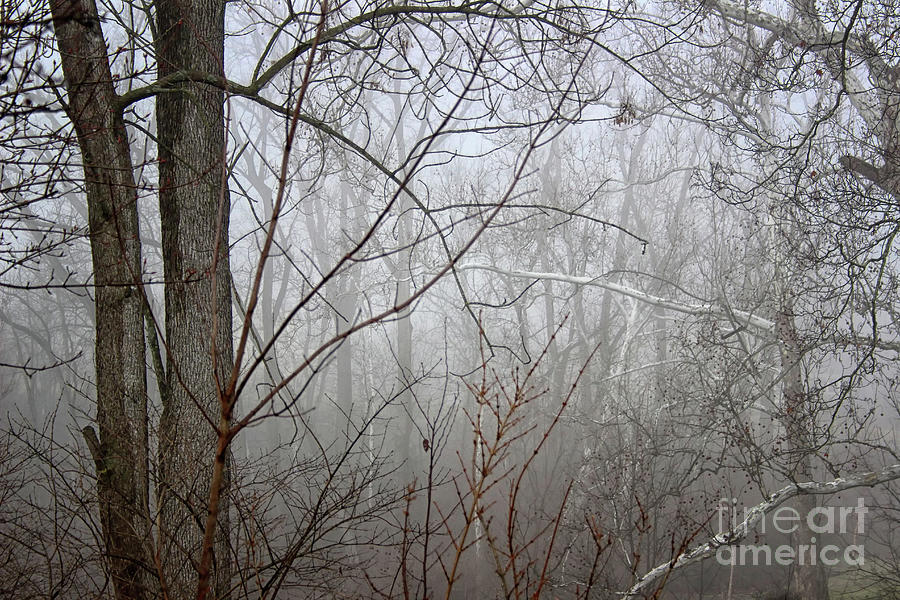 Mist of Morning Photograph by Karen Adams