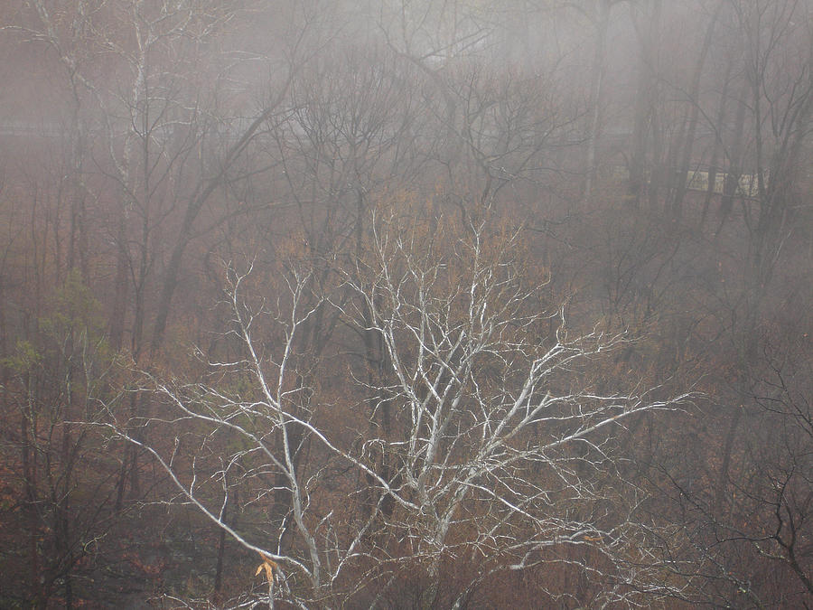 Tree Photograph - Mist Over the Hudson by Lynda Lehmann