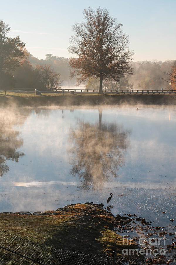 Mist, Reflection and Blue Heron Photograph by Thomas Marchessault