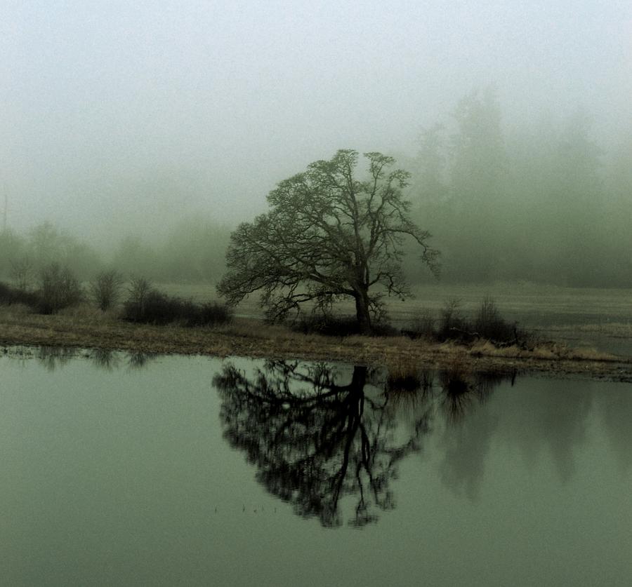 Mist tree Photograph by Edgestone Photography Fine Art America