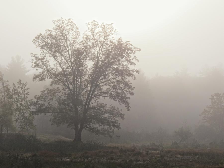 Mist Tree Photograph by MTBobbins Photography