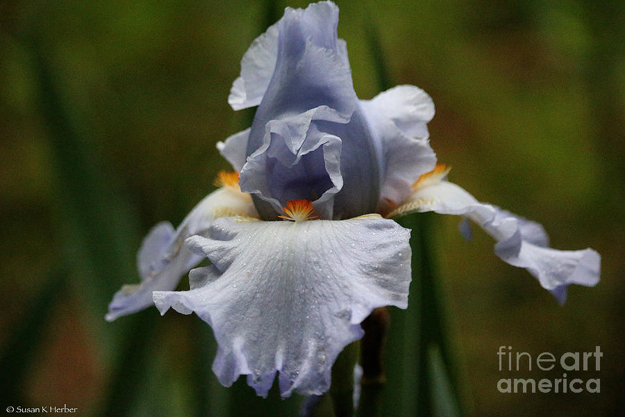 Misted Iris Photograph by Susan Herber