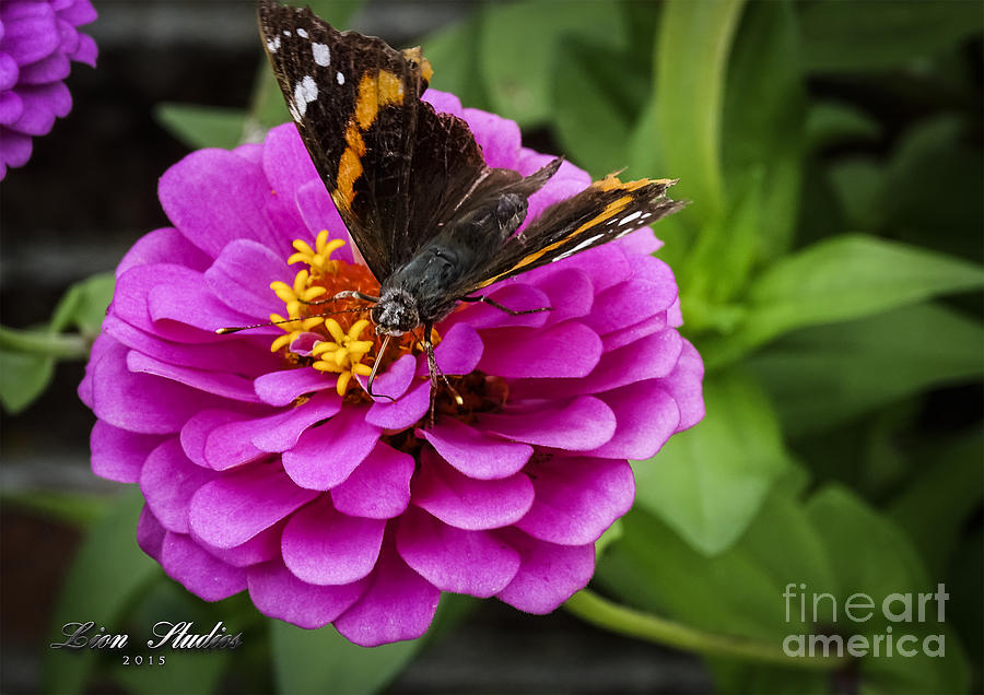 Mister Butterfly On A Pink Flower Photograph by Melissa Messick
