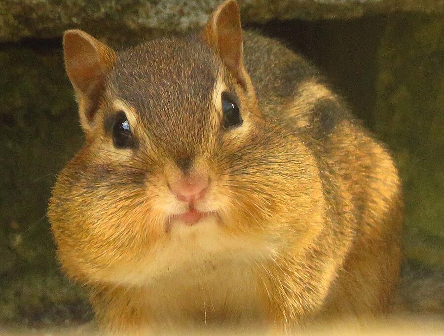 Animal Photograph - Mister Chubby Cheeks by Lori Frisch