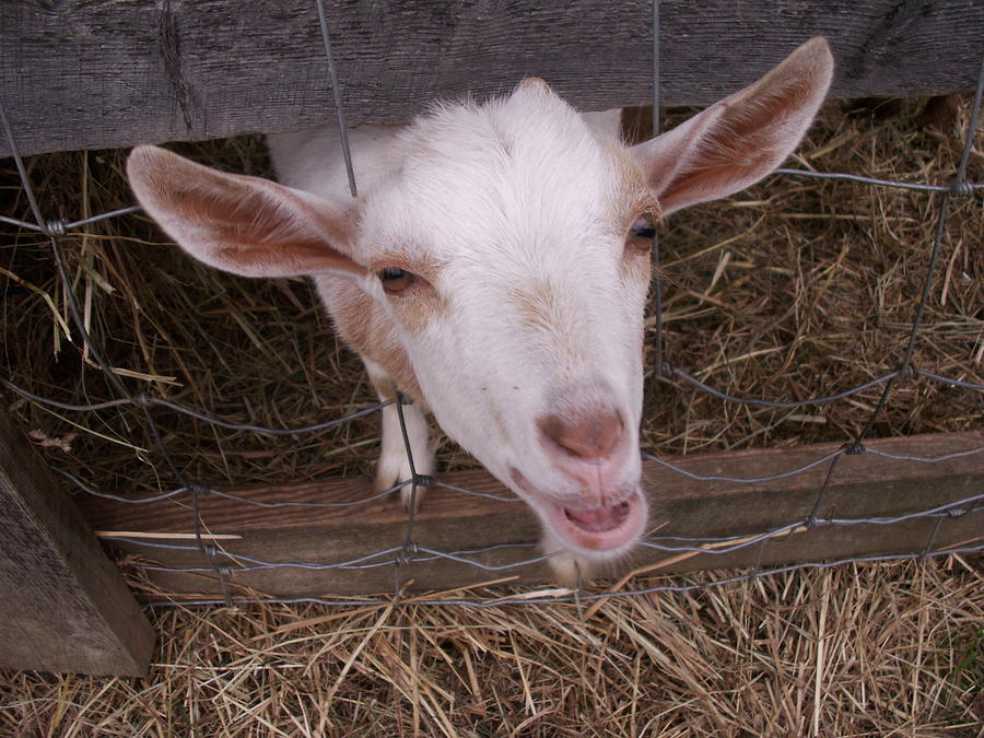 Mister Goat says Bah Photograph by Nancy Griswold