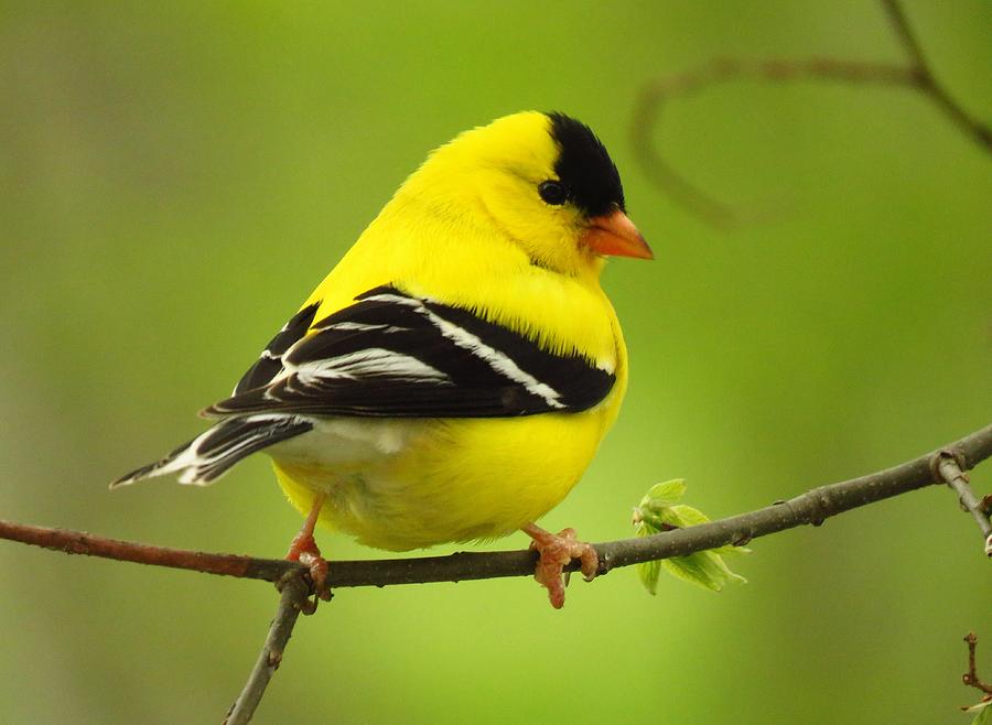 Mister Goldfinch  Photograph by Lori Frisch