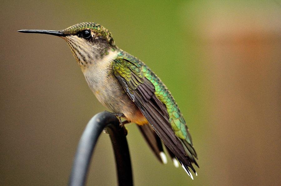 Mister Hummingbird Photograph by Charles J Pfohl - Fine Art America