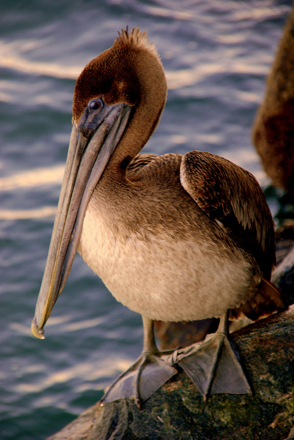 Mister Pelican Photograph by Susanne Van Hulst