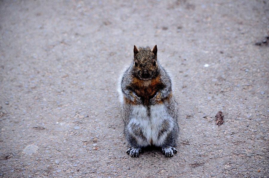 Mister Squirrel Photograph