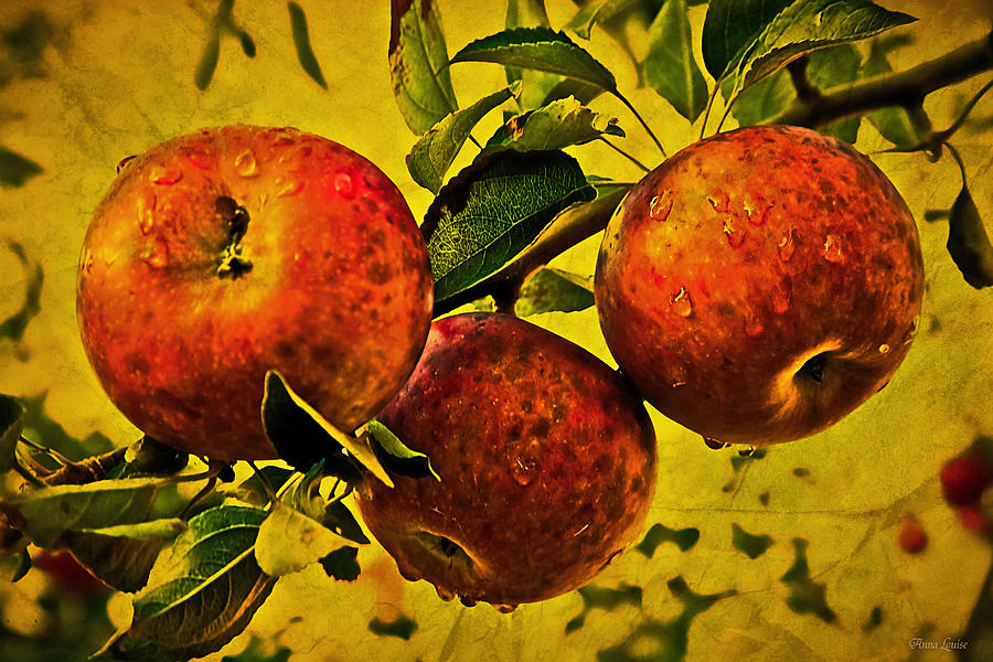 Misters Apples Photograph by Anna Louise