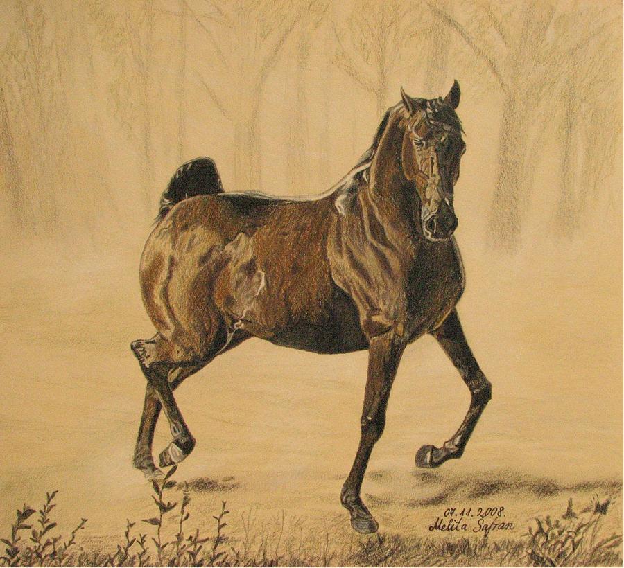 Horse Drawing - Mistical horse by Melita Safran