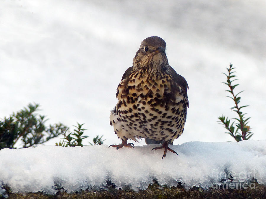 Mistle Thrush in snow Photograph by Phil Banks