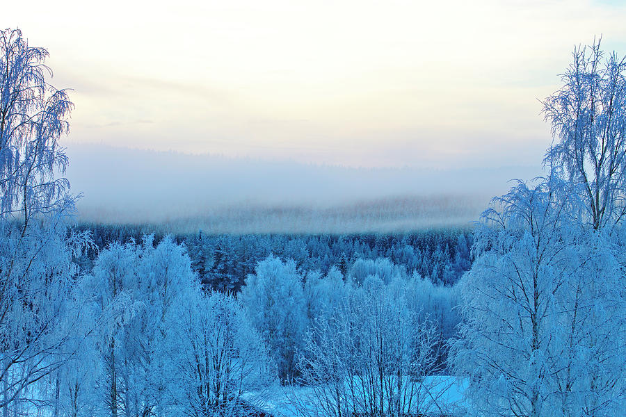 Mists Are Rising From Frost Covered Trees Photograph