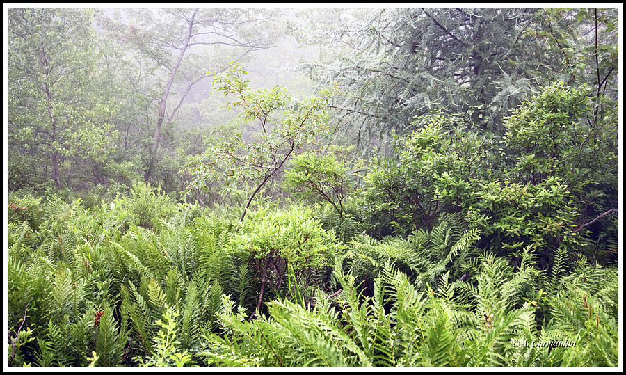 Misty Afternoon in an Eastern Forest Thicket, Pennsylvanis Photograph by A Macarthur Gurmankin