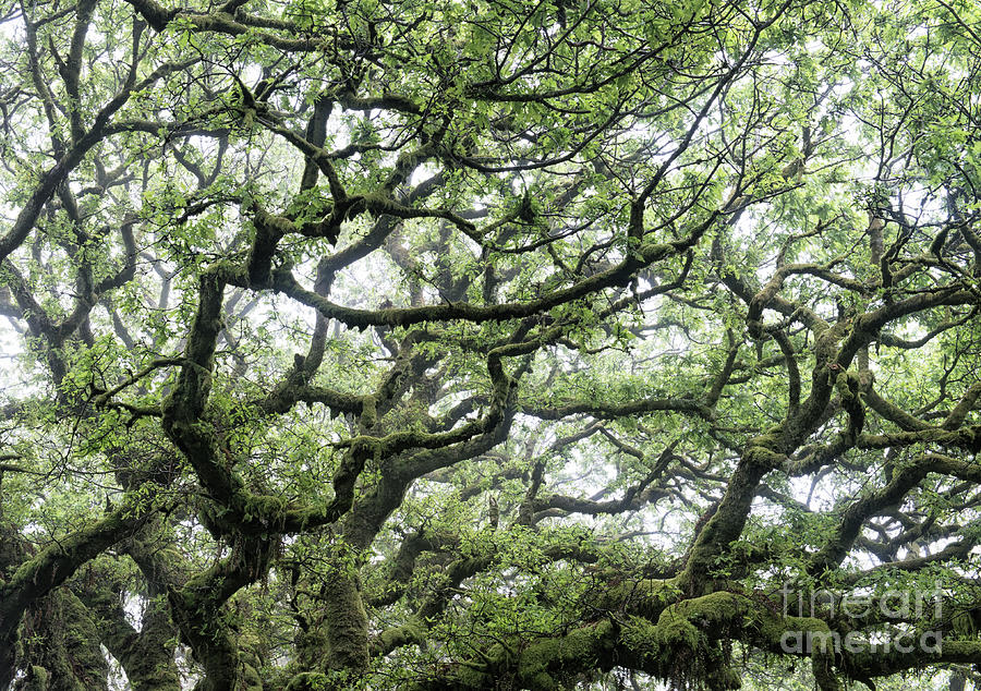 Tree Photograph - Misty Ancient Oak by Tim Gainey
