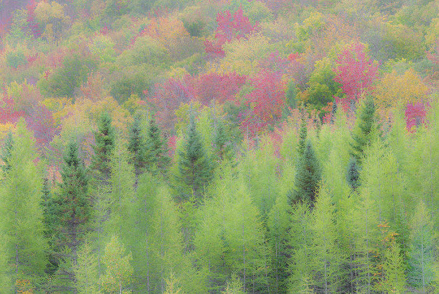 Misty Autumn Colors Photograph by Alan L Graham