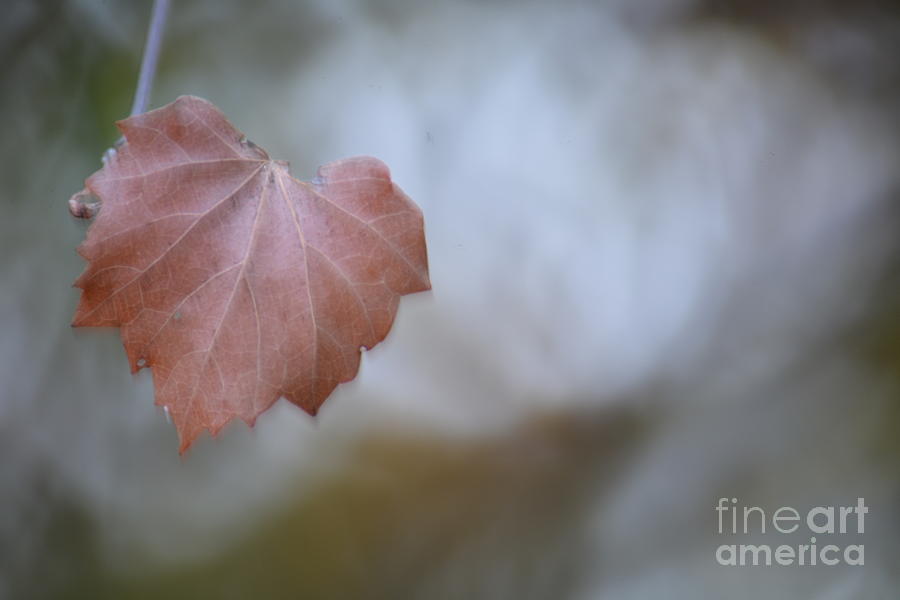Misty Autumn Leaf Photograph by Maria Urso