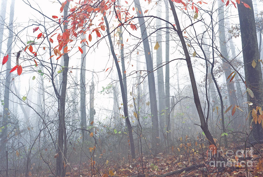 Misty Autumn Woodland mirror image Photograph by Thomas R Fletcher