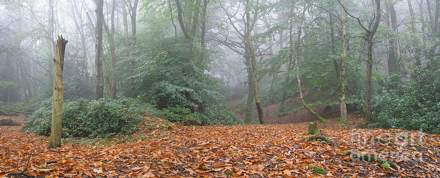 Misty Beech woodland Photograph by Warren Photographic