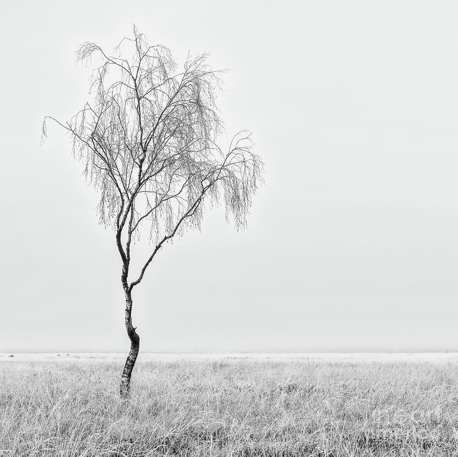 Misty Birch Tree Photograph by Richard Burdon
