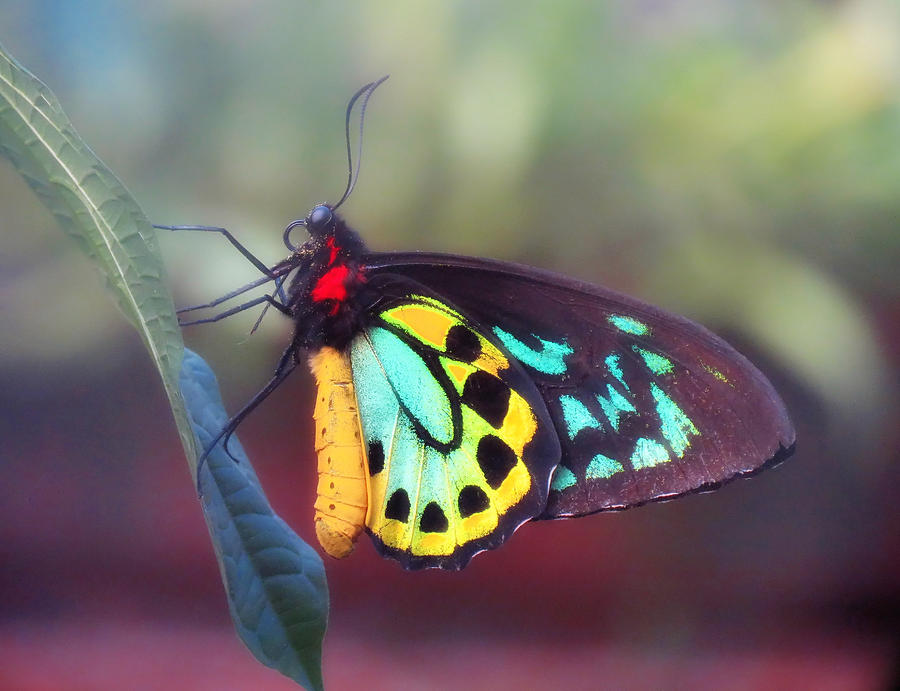 Misty Birdwing Butterfly Photograph by MTBobbins Photography