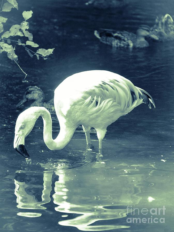 Misty Blue Flamingo Photograph by Lisa Kilby