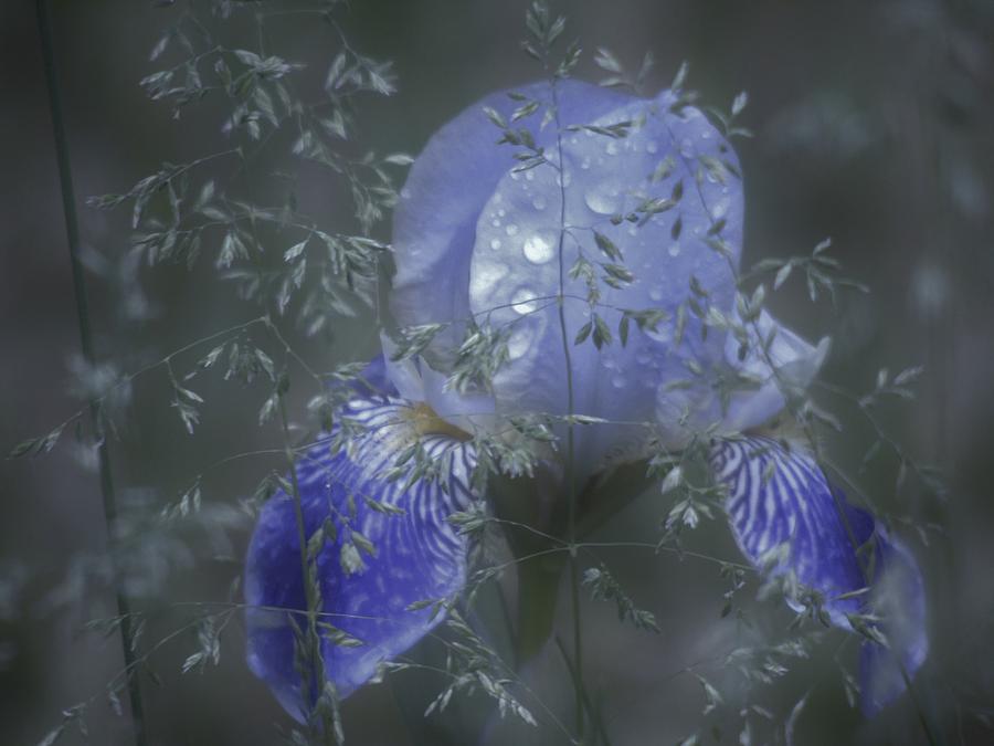 Misty Blue Iris Photograph by Barbara St Jean