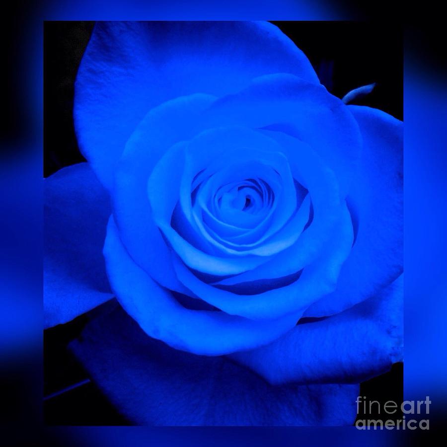 Misty Blue Rose Photograph by Joan-Violet Stretch