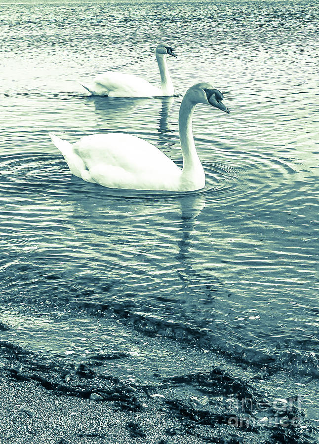 Misty Blue Swans Photograph by Lisa Kilby