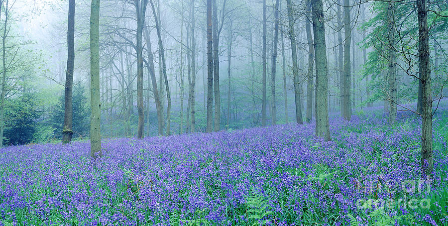 Misty Bluebell woods Photograph by Warren Photographic