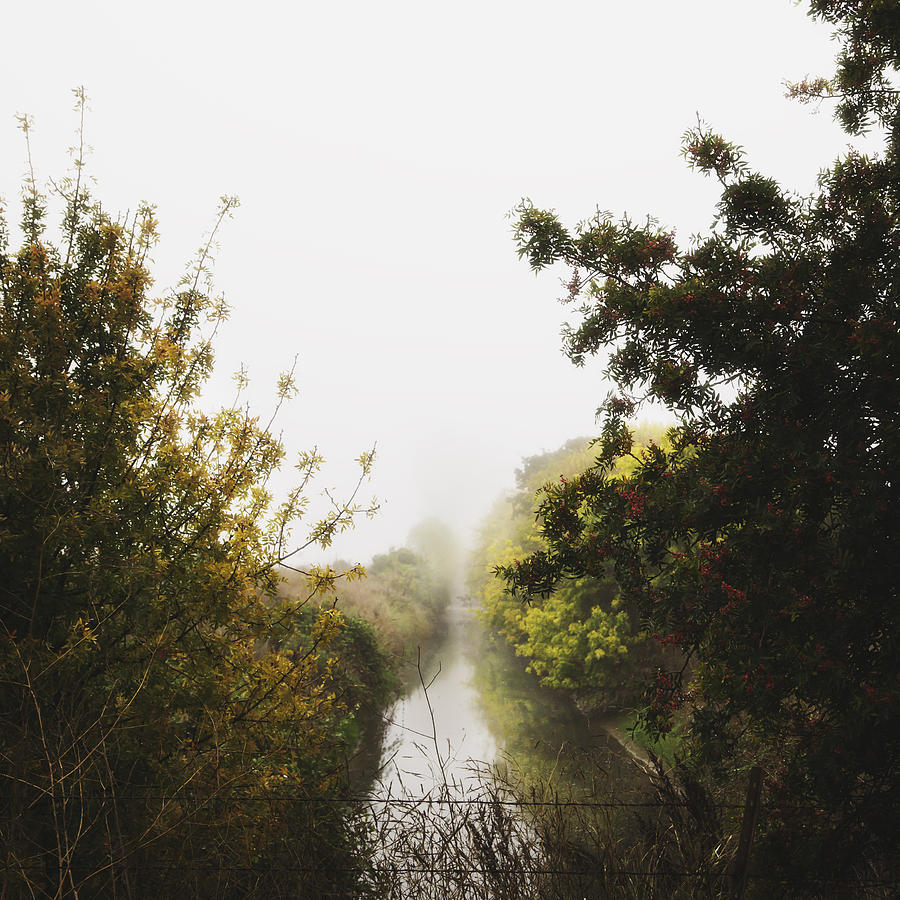 Tree Photograph - Misty Canal by Maleah Torney