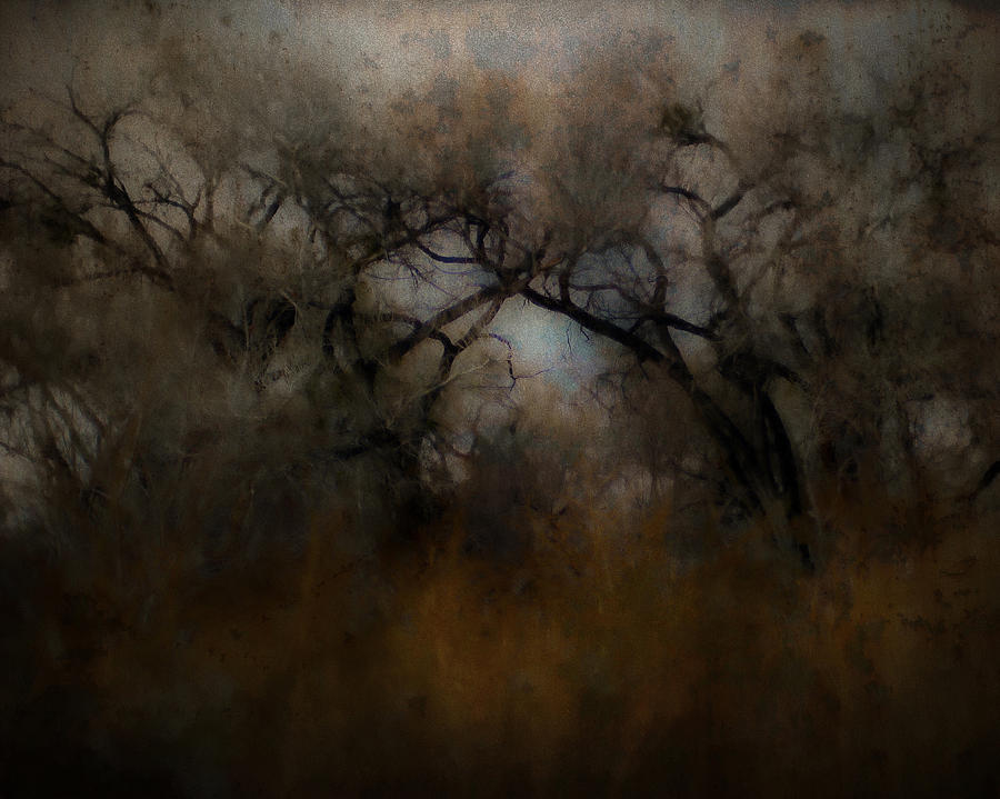 Misty Cottonwoods in Autumn Photograph by Sheryl Karas