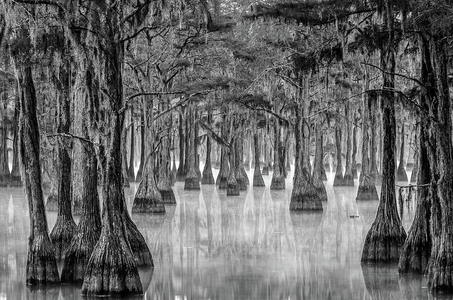 Misty Cypress Swamp  Photograph by Eric Albright