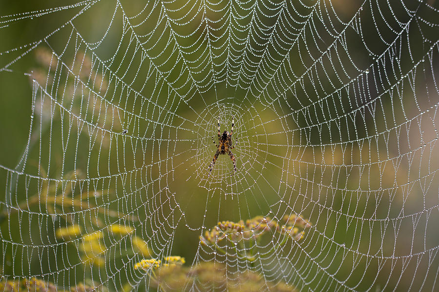Misty Dewdrop Web Photograph by Clare Bambers