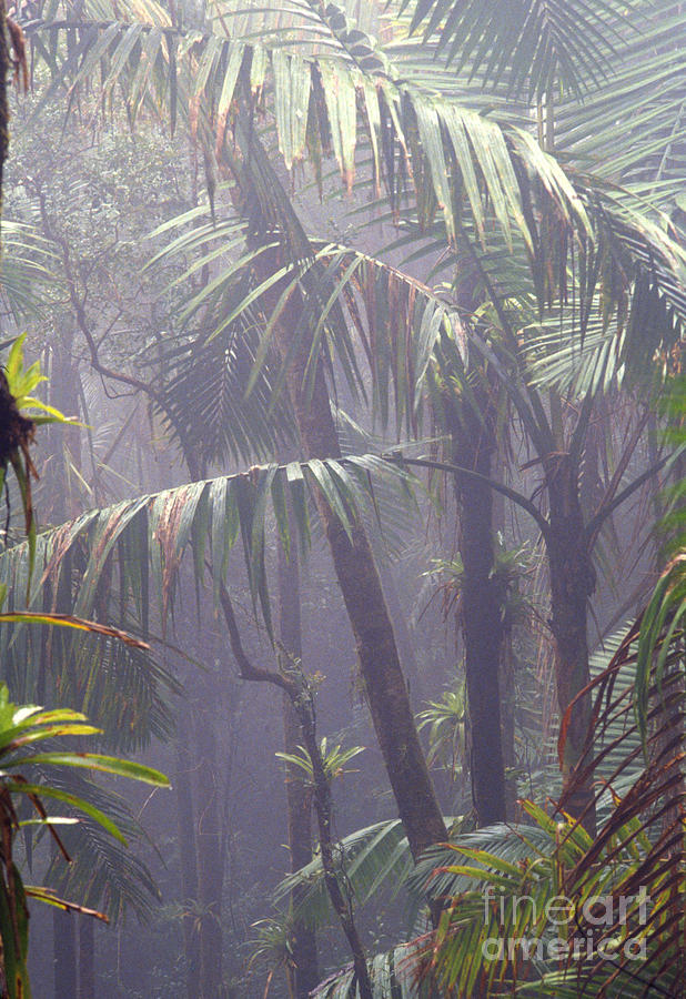 Misty El Yunque Rainforest Photograph by Thomas R Fletcher