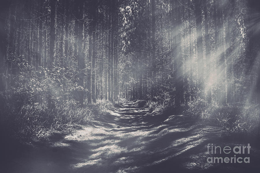 Misty Enchanted Pine Forest Photograph
