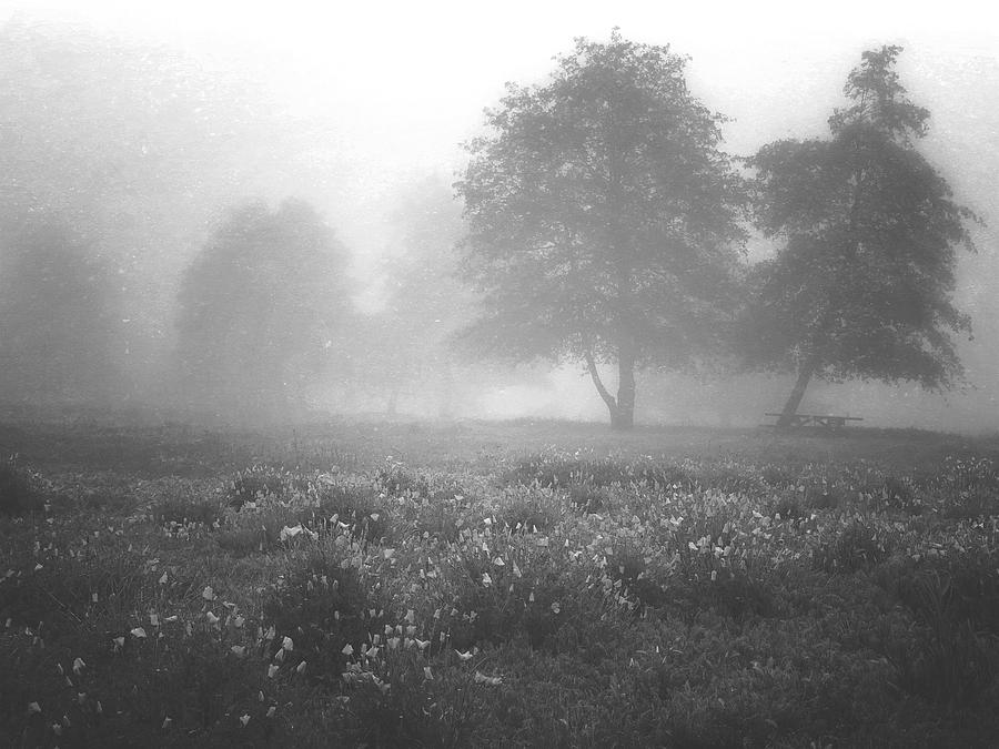 Misty Field Digital Art by Kevyn Bashore