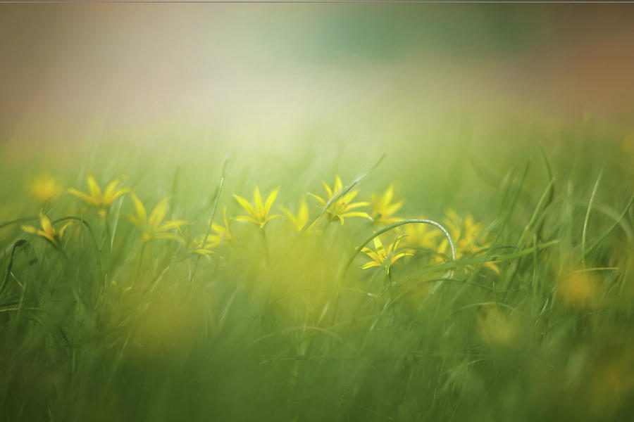 Misty Field of Flowers Photograph by Movie Poster Prints